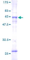 Human SLC25A3 Protein (Recombinant GST)