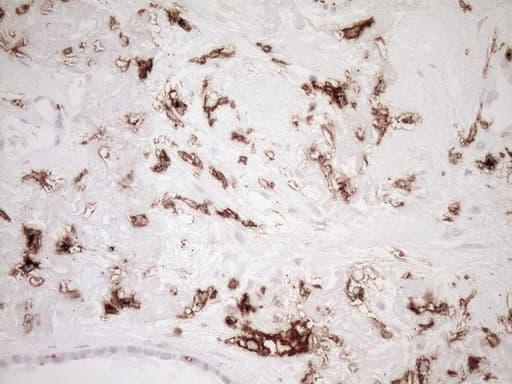 ITGAM / CD11b Antibody (clone OTI2D11, Carrier-free)