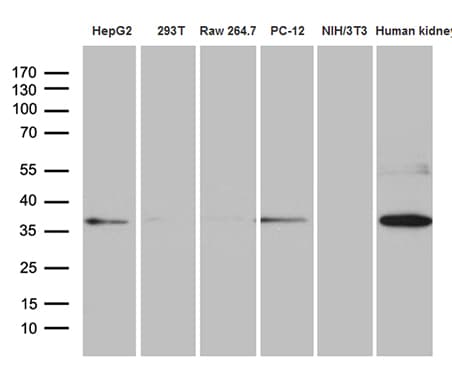 STX3 / Syntaxin 3 Antibody (clone OTI3A5)