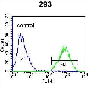 Polyclonal Rabbit anti-Human TFAP4 / AP-4 Antibody (aa125-154, WB)