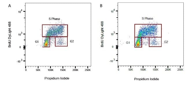 BrdU Antibody