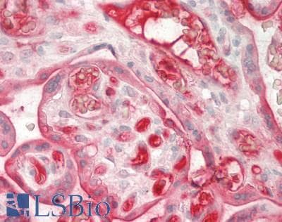 IHC-plus™ F2 / Prothrombin / Thrombin Antibody