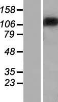 ST18 Protein (Over-Expression Lysate Myc-DDK (Flag))