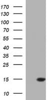 Monoclonal Mouse anti-Human MSMB / MSP Antibody (clone OTI2C11, WB)