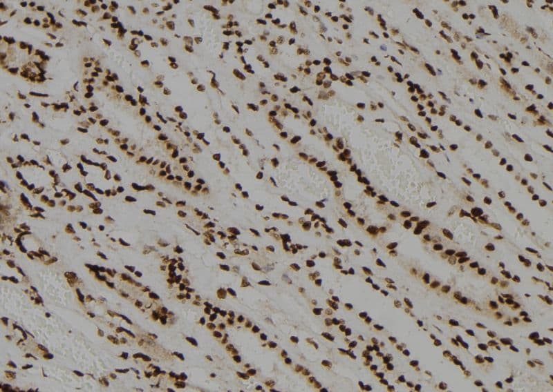 CDC14B Antibody