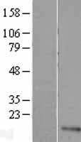 UFSP1 Protein (Over-Expression Lysate Myc-DDK (Flag))