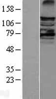 LATS2 Protein (Over-Expression Lysate Myc-DDK (Flag))