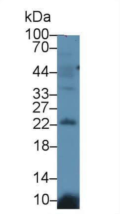 LCN12 Antibody (aa30-193, Biotin)
