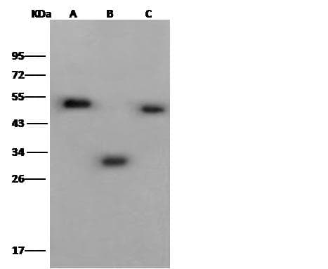 His Tag Antibody (Preservative Free)