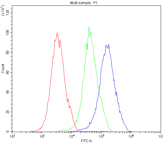 Polyclonal Rabbit anti-Human NFATC1 / NFAT2 Antibody (IHC, WB)