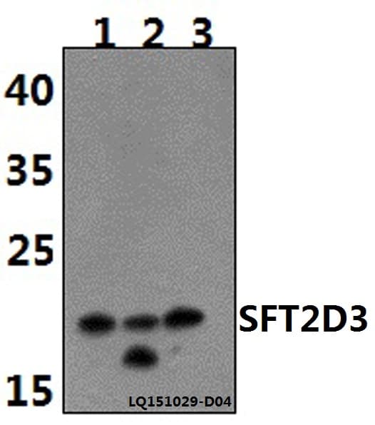SFT2D3 Antibody
