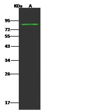PRDM14 Antibody (Preservative Free)