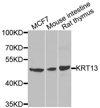 KRT13 / CK13 / Cytokeratin 13 Antibody