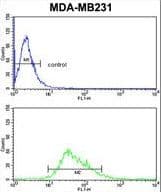 IHC-plus™ Polyclonal Rabbit anti-Human CYP21A2 Antibody (aa216-246, IHC, IF, WB)
