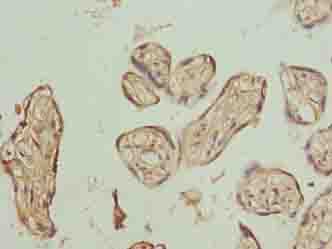 PLCXD1 Antibody