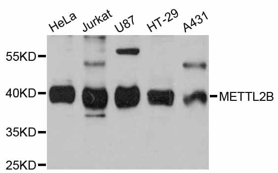 METTL2B Antibody