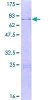 Human THAP7 Protein (Recombinant GST)