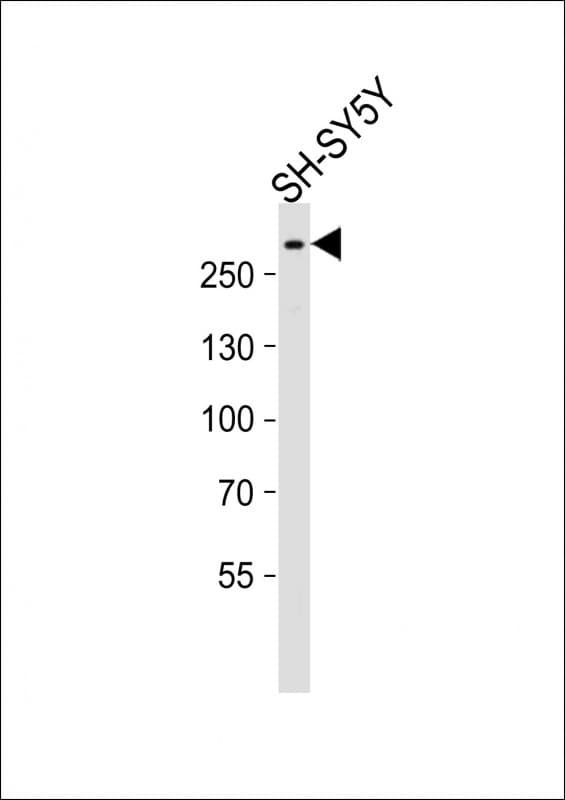 SPTAN1 / Alpha Fodrin Antibody (aa977-991)