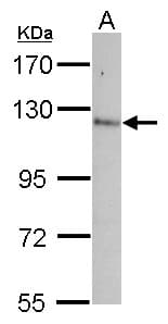 Polyclonal Rabbit anti-Human Contactin-5 / CNTN5 Antibody (WB)