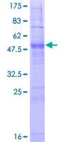 Human OR2J2 Protein (Recombinant GST)