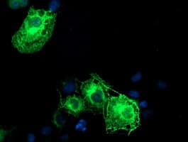 SCHIP1 Antibody (clone OTI1A6, Carrier-free)