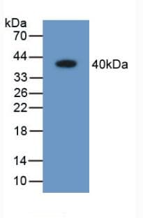 ARL1 Antibody (aa1-316, Biotin)
