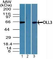 Delta3 / DLL3 Antibody (aa100-150)
