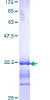 Human M6PR Protein (Recombinant GST, N-terminus)