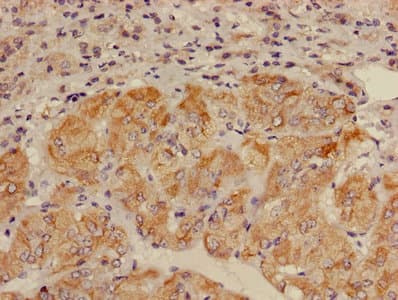 ALDH3B2 Antibody (aa57-311)