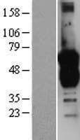 GAS7 Protein (Over-Expression Lysate Myc-DDK (Flag))