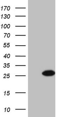 BMF Antibody (clone OTI9B7)
