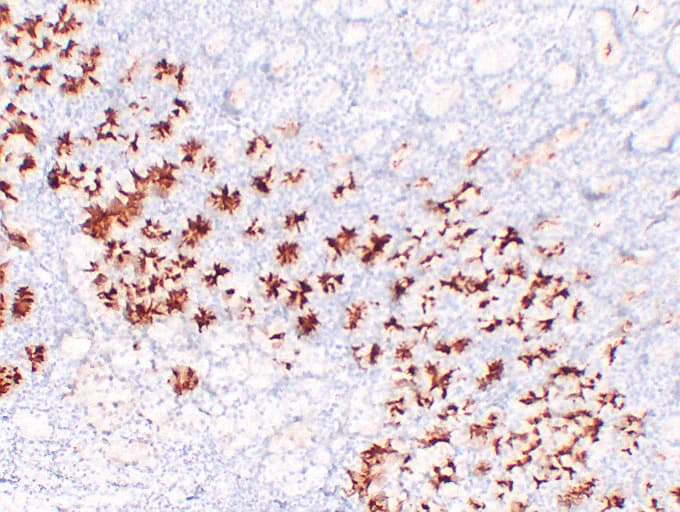MUC6 / MUC-6 Antibody (clone ABT-MUC6)
