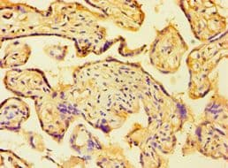 HAUS4 Antibody (aa1-363)