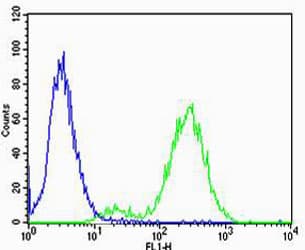 Polyclonal Rabbit anti-Human CNR2 / CB2 Antibody (aa329-356, IHC, WB)
