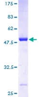 Human RAB38 Protein (Recombinant GST)
