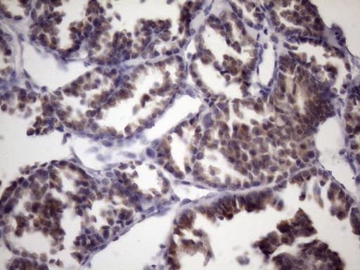 BTEB / KLF9 Antibody (clone OTI6A9)