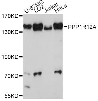 PPP1R12A / MYPT1 Antibody
