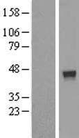 FUZ / FY Protein (Over-Expression Lysate Myc-DDK (Flag))