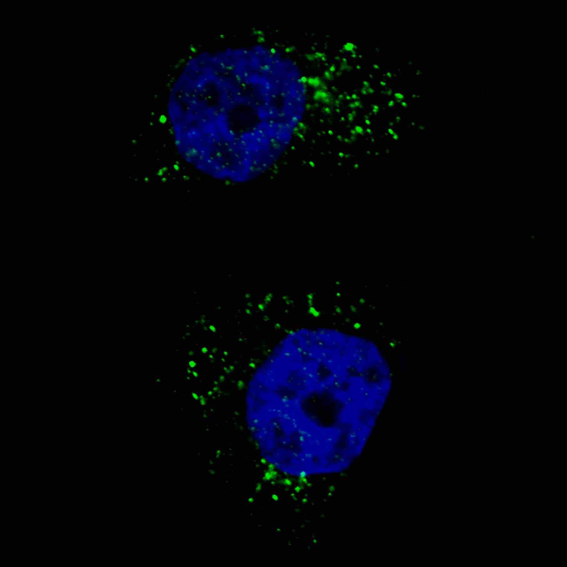 MAP1LC3A / LC3A Antibody