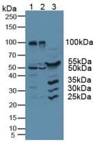 RNH1 Antibody (aa218-444)