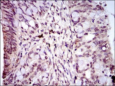 HIWI2 / PIWIL4 Antibody (Amino Acid: 304-434, clone 10G9B11)