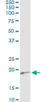 IFNA6 / Interferon Alpha 6 Antibody (clone 3C9)