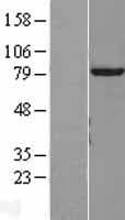 KIAA0153 / TTLL12 Protein (Over-Expression Lysate Myc-DDK (Flag))