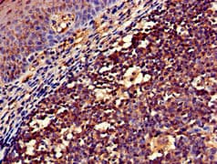 NCF1 / p47phox / p47 phox Antibody