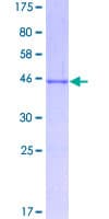 Human LMO2 Protein (Recombinant GST)