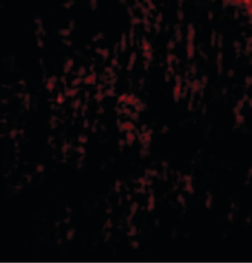IHC-plus™ Polyclonal Rabbit anti-Human TANK Antibody (IHC, IF, WB)