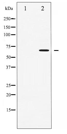 PRKAA1 + PRKAA2 Antibody (phospho-Thr172)