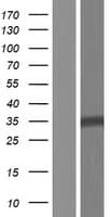 DPH5 Protein (Over-Expression Lysate Myc-DDK (Flag))