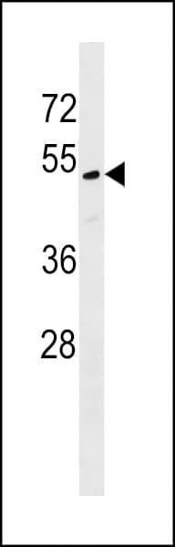 Polyclonal Rabbit anti-Human CENPU / MLF1IP Antibody (aa292-319, WB)