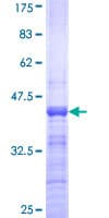 Human MAFA Protein (Recombinant GST, N-terminus)
